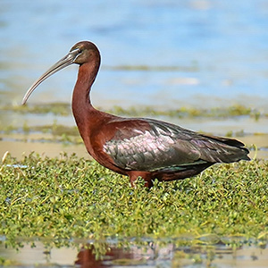 Glossy Ibis